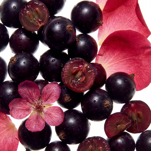 Rose & Black Currant Eau de Parfum – elvis+elvin